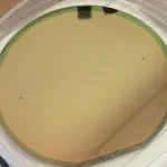 MEMS gas sensor 6-inch wafer printing, CCD image automatic alignment, printing pattern 250 micron special paste dots